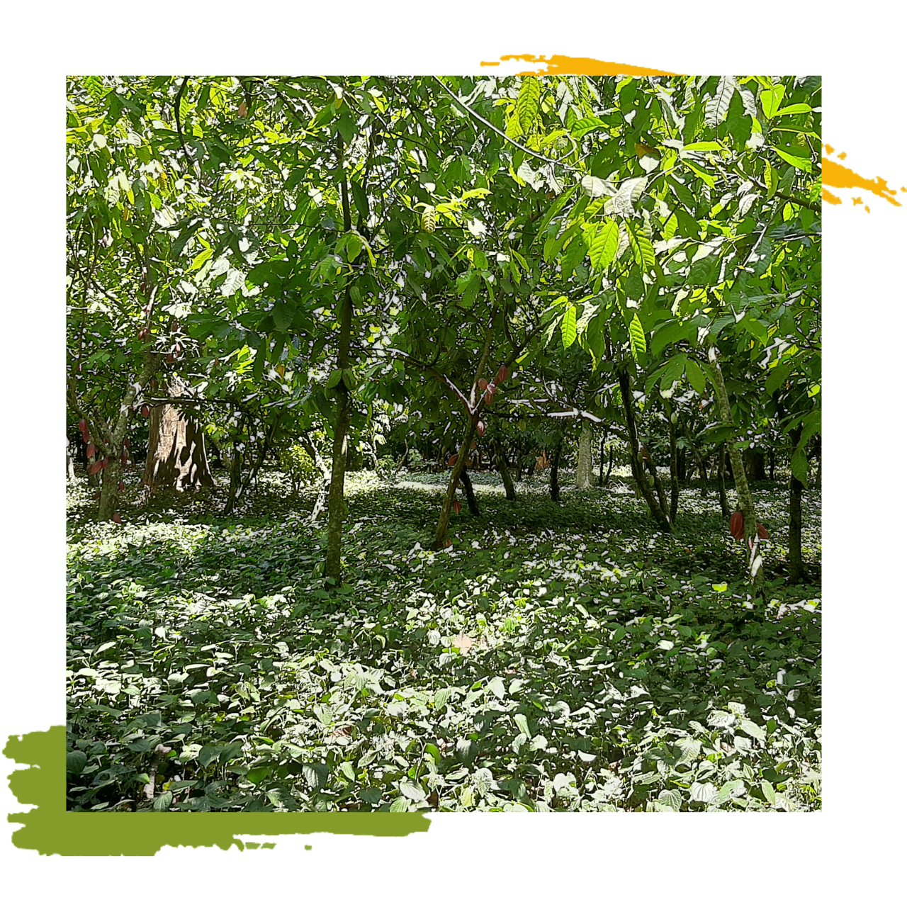 agroforestry